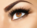 Brow Tint - Heritage - Boutique.com